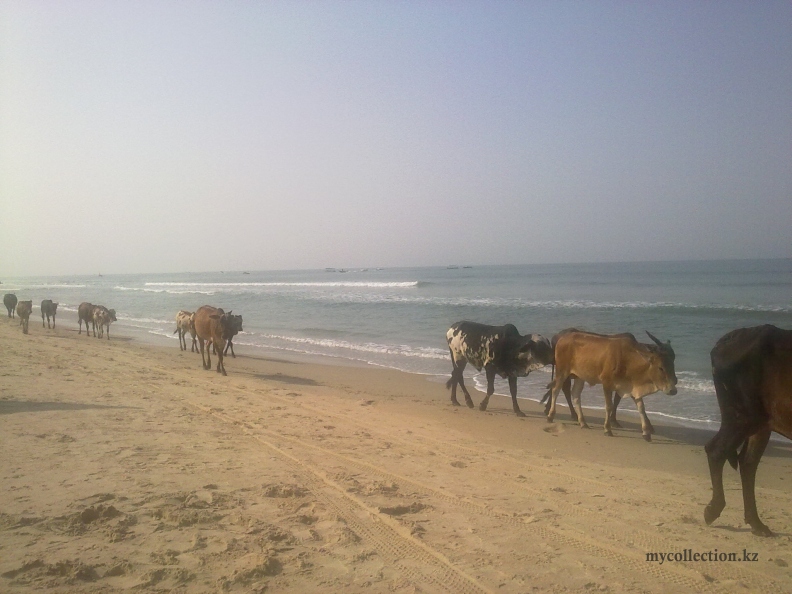 Cows on the beach in Goa  -  India 2011.jpg