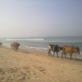 Cows on the beach in Goa  -  India 2011.jpg