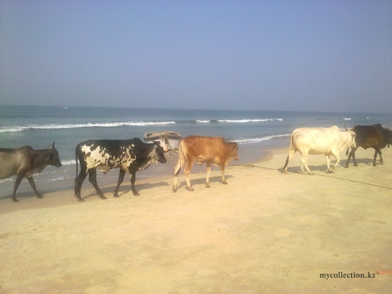 Goa 2011 - Cows on the Betalbatim beach - Группа коров на берегу Индийского океана.jpg