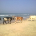 Goa 2011 - Cows on the Betalbatim beach - Группа коров на берегу Индийского океана.jpg