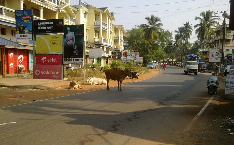 India - Goa 2011 - Colva Beach road - Индия - Гоа - Корова на дороге.jpg