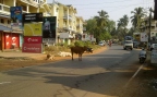 Корова на Colva Beach road