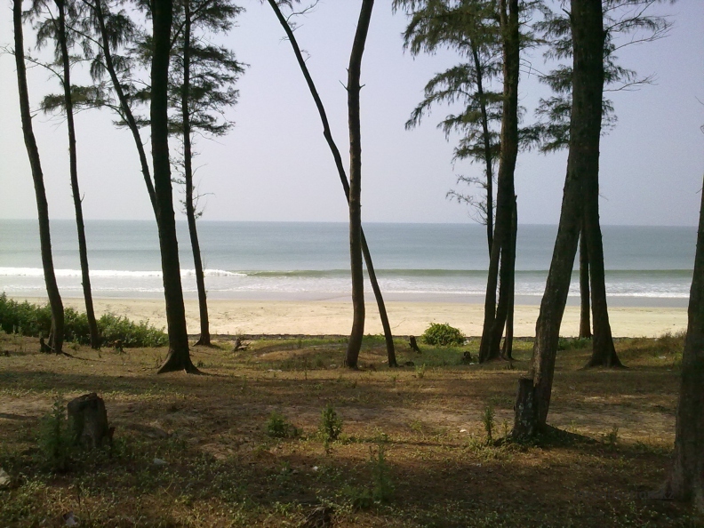 India 2011 - Pines on the seashore - Betalbatim Beach Goa- Гоа. «Сосны» на морском берегу.jpg