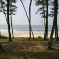 India 2011 - Pines on the seashore - Betalbatim Beach Goa- Гоа. «Сосны» на морском берегу.jpg