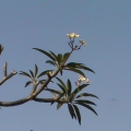 The flower on the tree - Cabo De Rama Fort - Цветок на дереве возле церкви.JPG