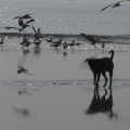 Goa - Dog and seagull in Betalbatim.JPG