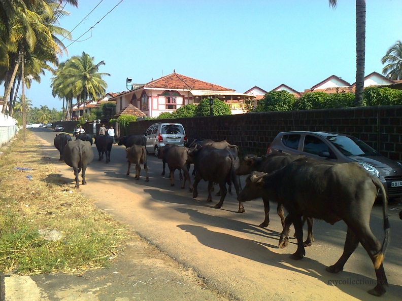 India 2012 - Goa - Betalbatim - Nanu Resort - Untouchable Cows.jpg