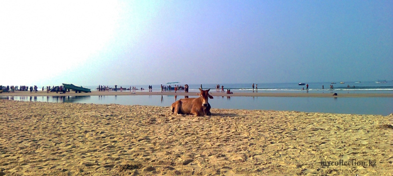2012_goa_cow_Colva_beach.jpg