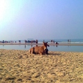 2012_goa_cow_Colva_beach.jpg