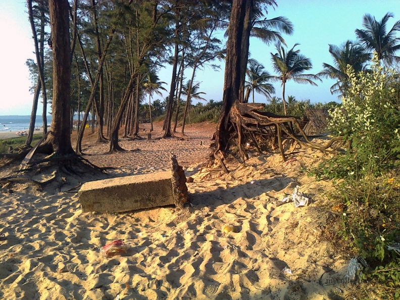 India - goa2012 - Betalbatim Beach - Корни деревьев.jpg