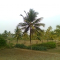 Кокосовая пальма Беталбатима