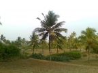 Кокосовая пальма Беталбатима