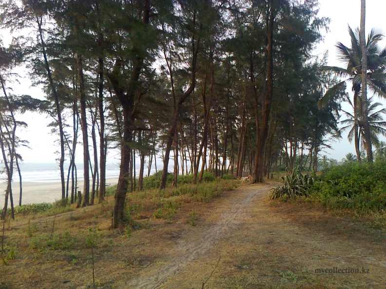 Goa Betalbatim path along shore - Тропинка вдоль берега.jpg