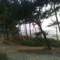 Pine trees on the sea shore of Goa. Betalbatim Beach.jpg