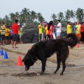 India 2014 - North Goa - Vagator beach Dog.jpg