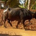 Colva cow.jpg