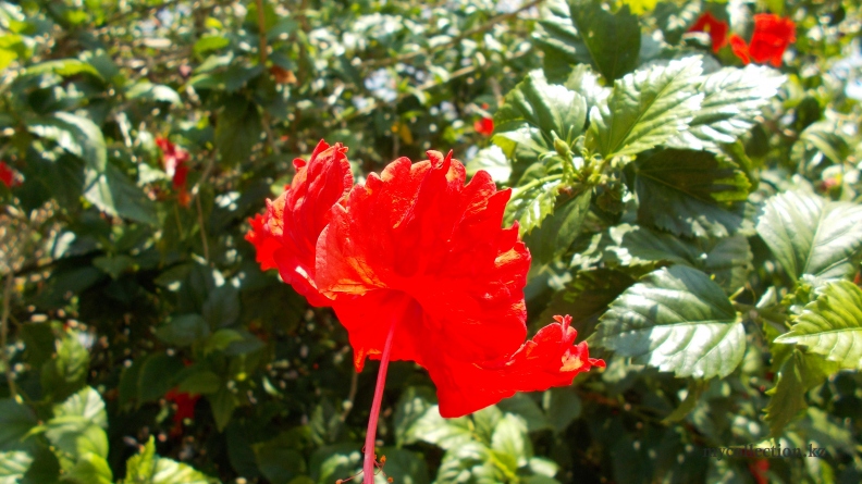 Varkala 2014 - Red flower - Красный цветок - Индия.JPG