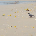 Pigeon on Varkala beach - India 2014 - Голубь Папанасама.jpg