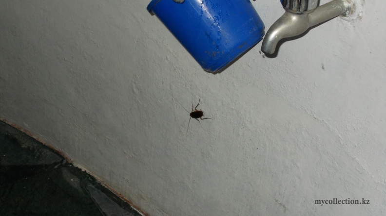 Night visitor - Indian cockroach - Индийский таракан.JPG