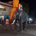Elephant_Varkala_2.JPG