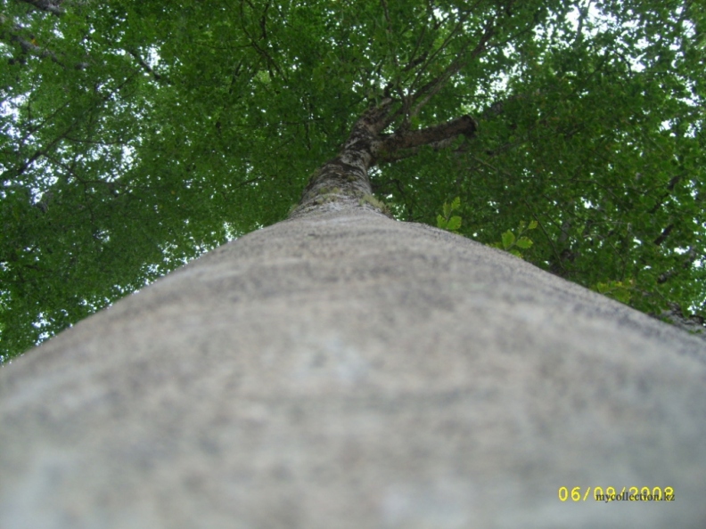 Sochi_2008_tree trunk.JPG