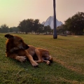 India - Delhi - Dog at the Lotus Temple - Индия - Дели - Собака у Храма Лотоса - Hund auf dem Hintergrund.jpg