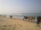 Коровы дружною толпой идут по пляжу на Гоа