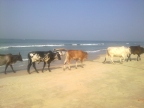 Группа коров на берегу Индийского океана