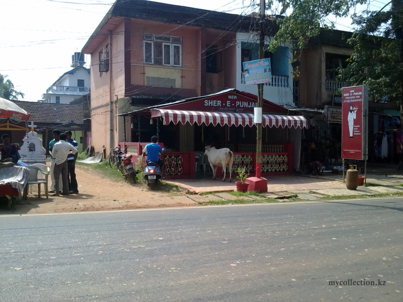 cow entered the Restaurant Sher-e-Punjab - Goa - Colva  - 2011.jpg