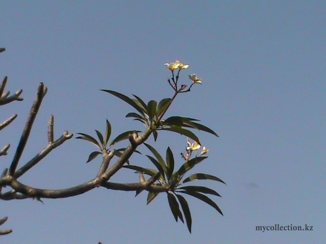 The flower on the tree - Cabo De Rama Fort - Цветок на дереве возле церкви.JPG