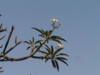Cabo De Rama Fort. Цветок на дереве возле церкви. 