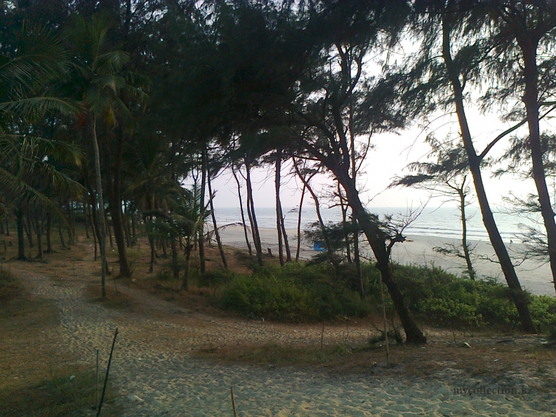 Сосны на морском берегу Гоа. Пляж Беталбатим