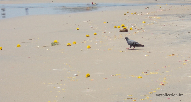 Pigeon on Varkala beach - India 2014 - Голубь Папанасама.jpg