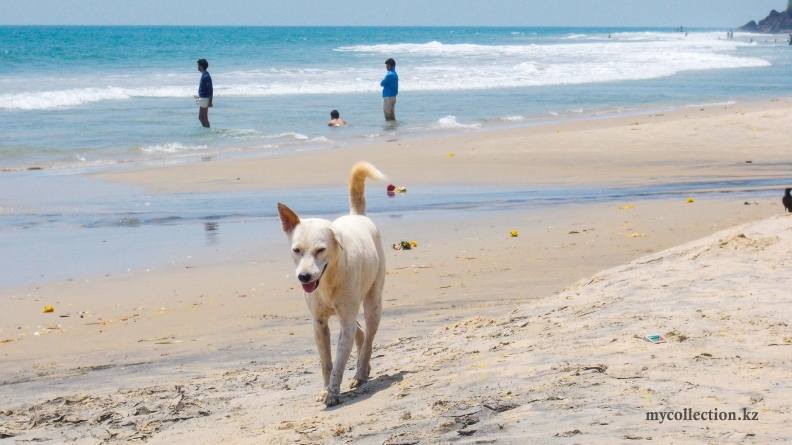 The dog on the beach Varkala - Шла собака по Варкале - Hund am Strand.jpg