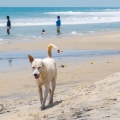 The dog on the beach Varkala - Шла собака по Варкале - Hund am Strand.jpg