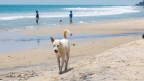 Varkala. Dog on the beach