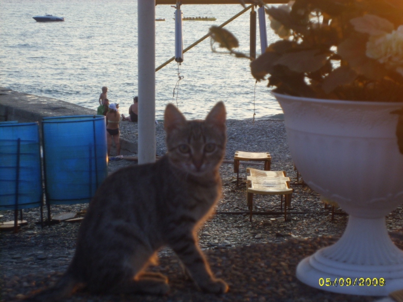 Sochi 2008 - Portrait of a kitty.JPG