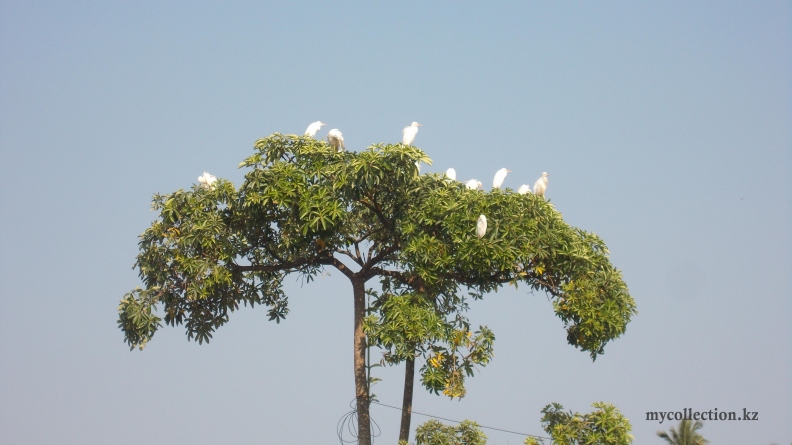 GOA 2016 - Birds on the tree.JPG