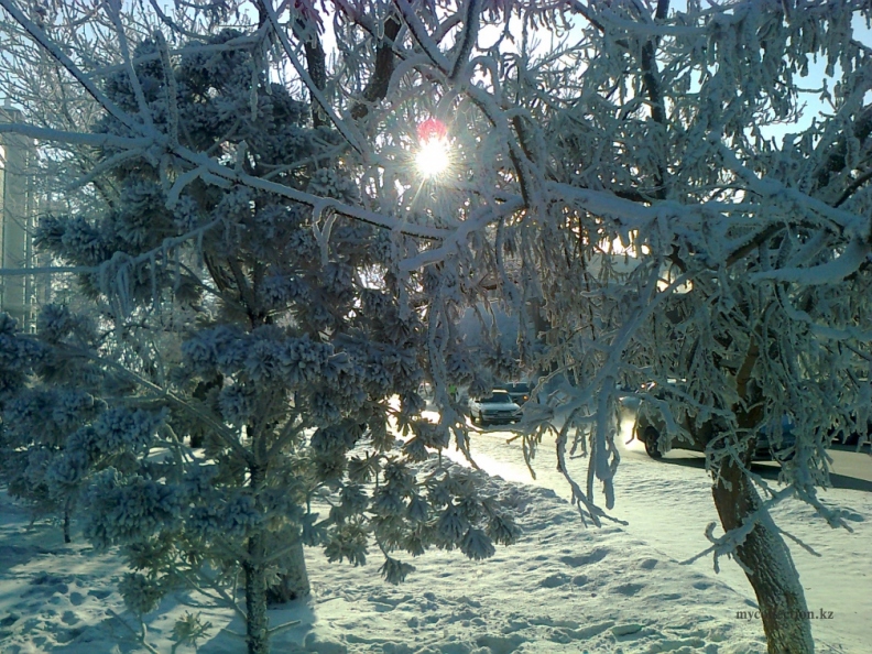 Зимнее солнце сквозь снежные деревья