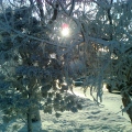 Зимнее солнце сквозь снежные деревья