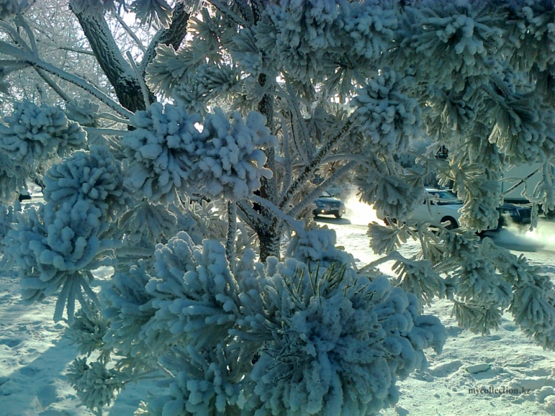 Kazahstan_Astana_2012_winter corals.jpg