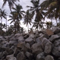 Камни и пальмы 