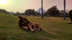 Dog in front of the Lotus Temple in Delhi