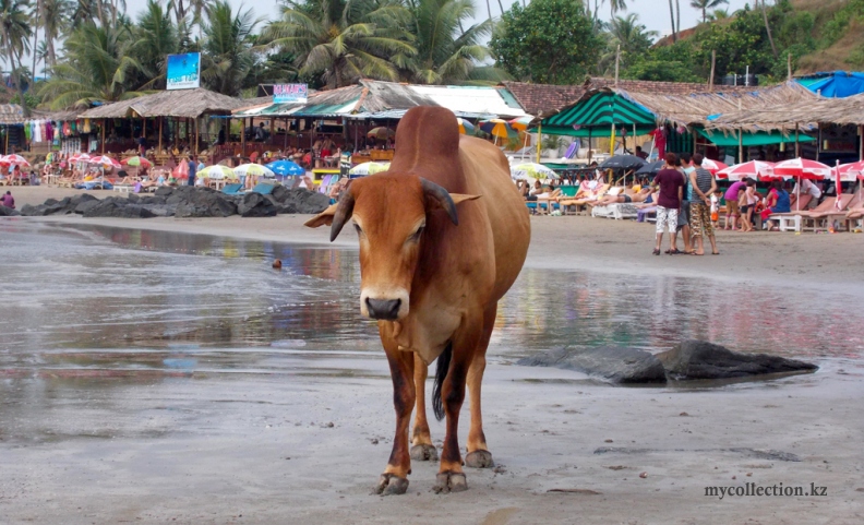 Cow on the beach Vagator in Goa  - Корова на пляже Вагатор - Гоа - Индия.jpg