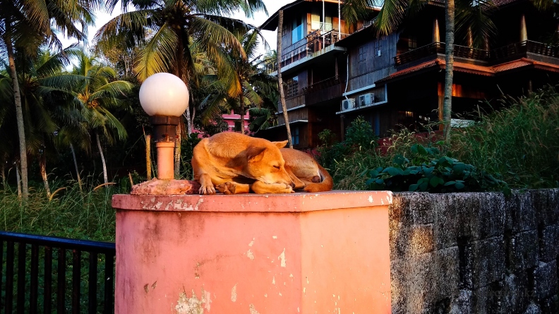 2018 - India - dog  meditation - Varkala - Собачья медитация.jpg