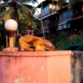 2018 - India - dog  meditation - Varkala - Собачья медитация.jpg