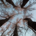 тополя - poplars.jpg